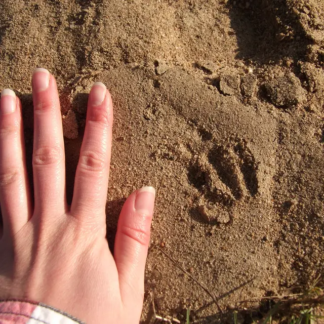 Traces et empreintes animales