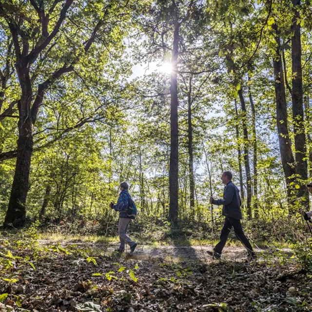 rando-foret-loches-valdeloire