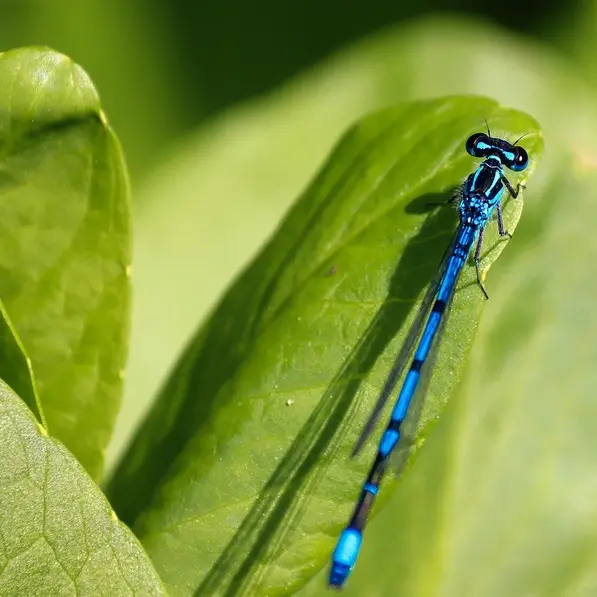 15.04.2026 - petites betes aquatiques - langeais - ©pixabay