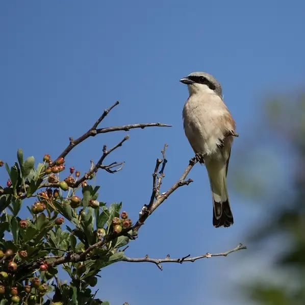 15.07.2025 - sortie ligeria nature - clere