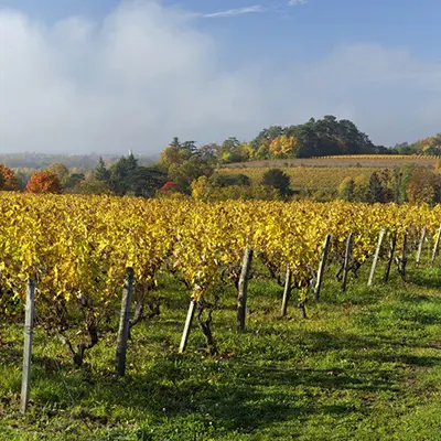1Vignes