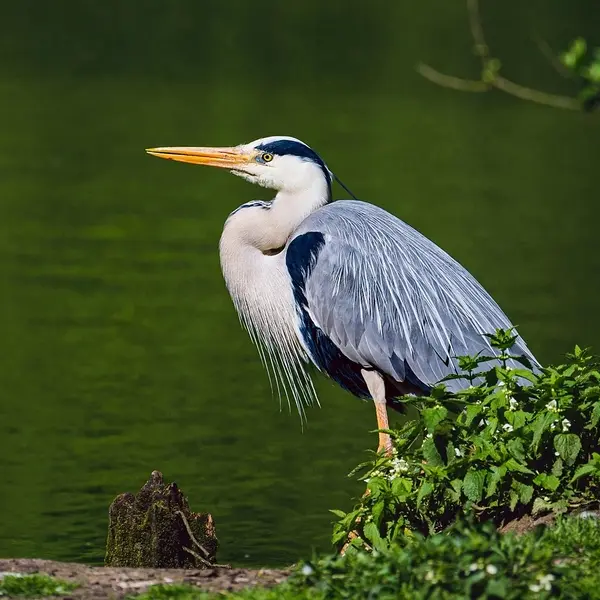 20.06.2026 - herons et compagnie - rille - ©pixabay