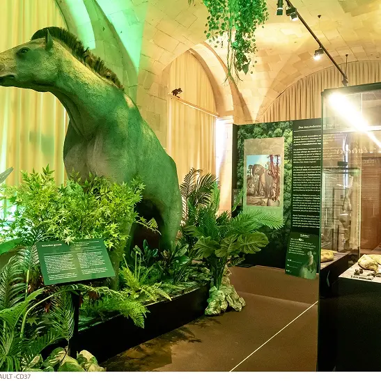 Conférence Touraine tropicale au muséee de la préhistoire au Grand pressigny en Indre-et-loire en présence d'Étienne Martegoutte, conseiller départemental d'indre-et-loire. Le 30 avril 2025.
