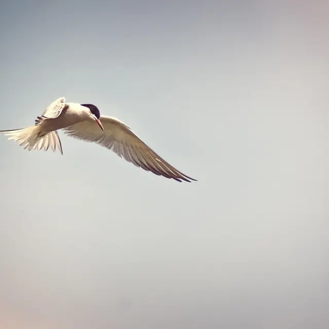 23.05.2026 - sternes lpo-la chapelle-sur-loire-©pixabay