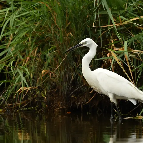 25.10.2025 - oiseaux migrateurs - rille