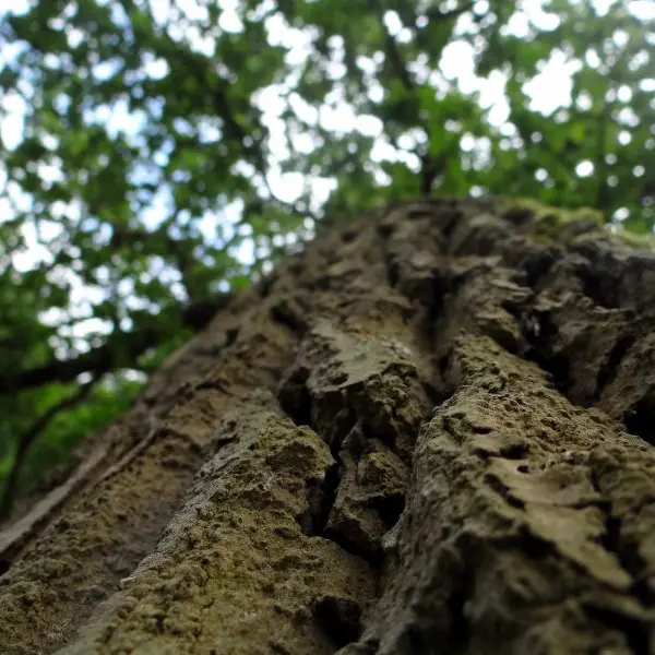 2608 - La seconde vie d'un arbre - © Les Musées Chinon Vienne et Loire