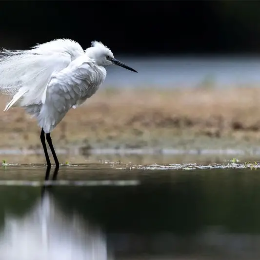 29072025_Aigrette garzette © Alain Lorieux