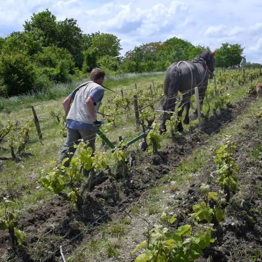 Travail des vignes avec le cheval