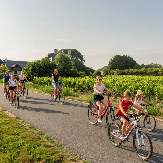 velos_vignes_Marc_Plouzeau_Credit-ADT-Touraine-JC-Coutand-2034-2