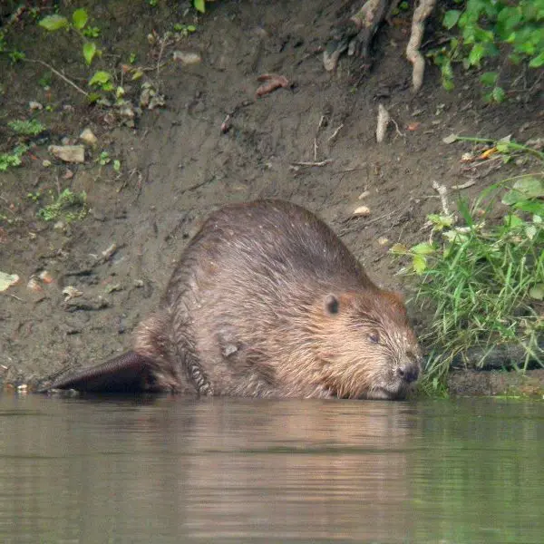A la découverte des dents de la Loire - Castor © PIERRE CABARD