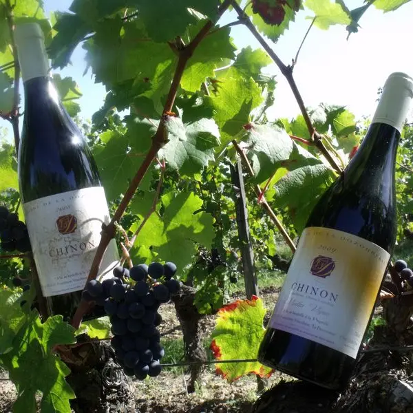 Domaine de la Dozonnerie - Chinon