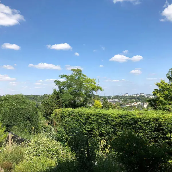 Agapanthes - Fuschias