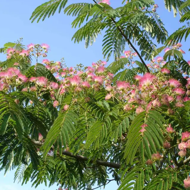 Albizzia julibrissin