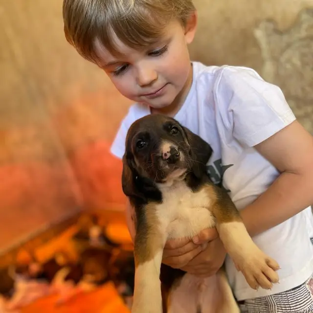 Atelier pédagogique chiots_Enfant et chiot_Champchevrier_BD