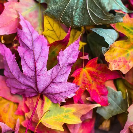 Automne StockSnap Pixabay