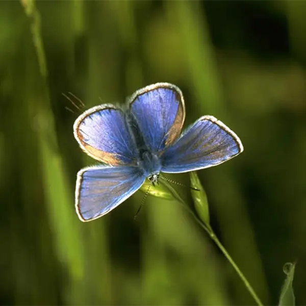 Azure