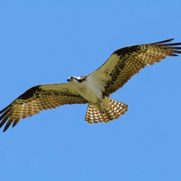 Balbuzard-credit-pixabay-31122021