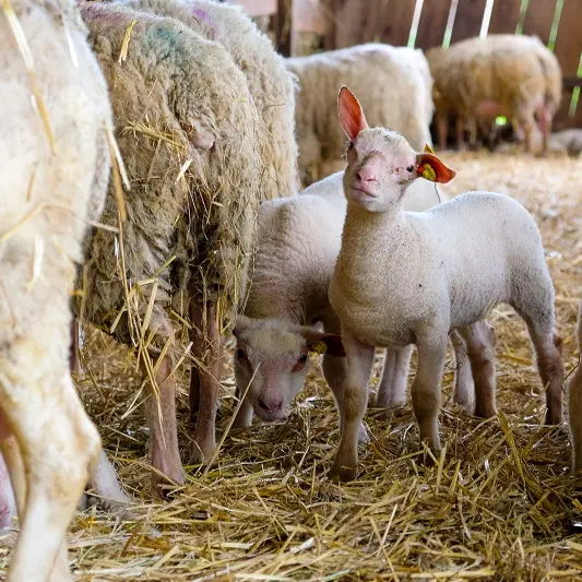 Brebis_du_lochois_m_desfontaine (3)