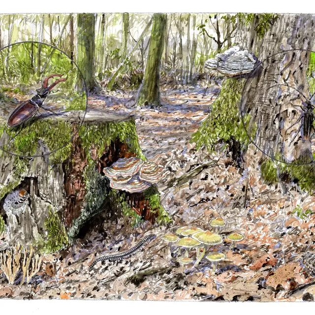 CC-CVL_Tourisme_Sites-naturels_Foret-Chinon_Sous-bois©BenoitPerrotin