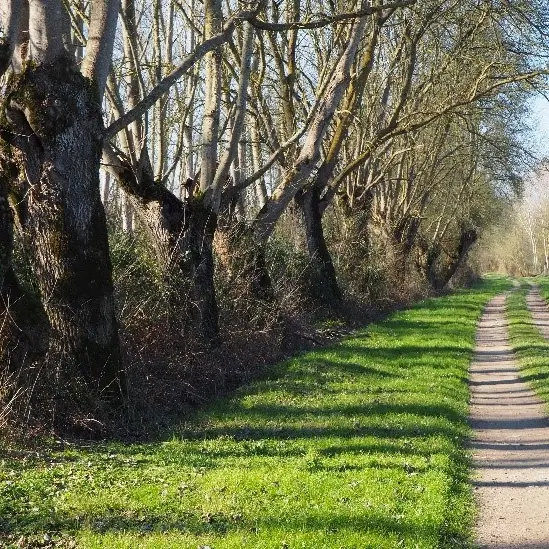 Conte bocage