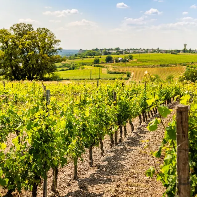 Domaine-Lambert-Cravant-Credit_ADT_Touraine_JC_Coutand-2033-21