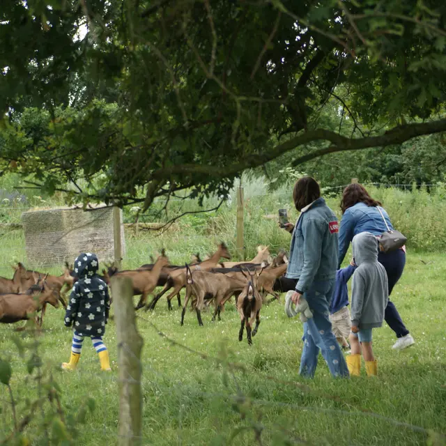 chevrettes au Cabri au Lait