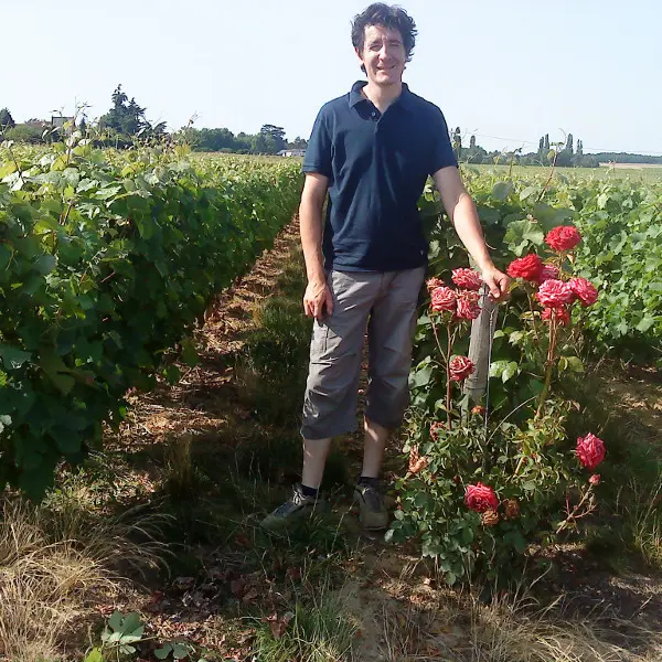 Dans les vignes