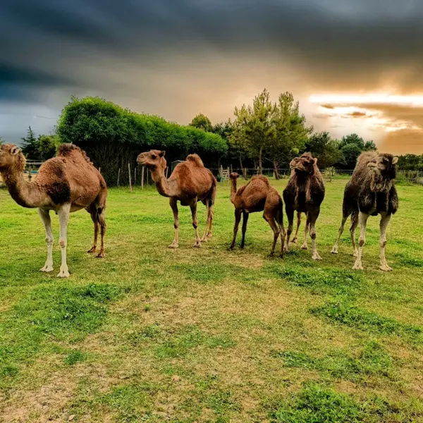 Le Clos Camelin - Elevage de dromadaires