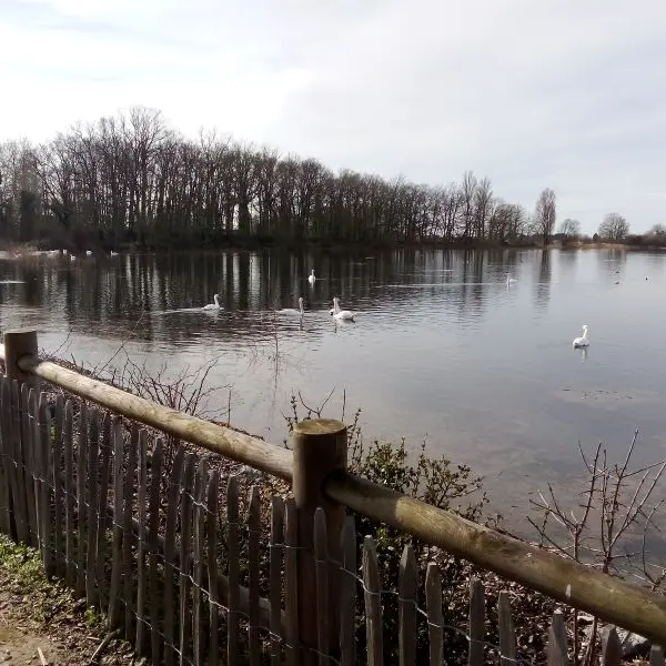 Etang assay 2024