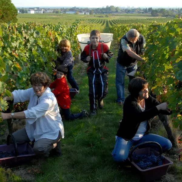 Maison Audebert - Vendanges en famille - Bourgueil, France.