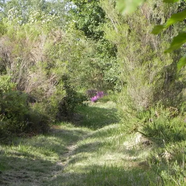 Glanons dans les bois