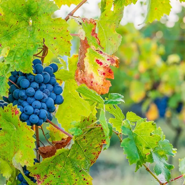 Vignes de cabernet franc - Boucle vélo entre Chinon et Candes-saint-Martin