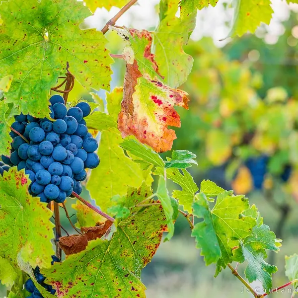 Grappe de cabernet franc