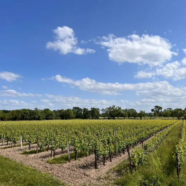 Vignes - AOC Chinon