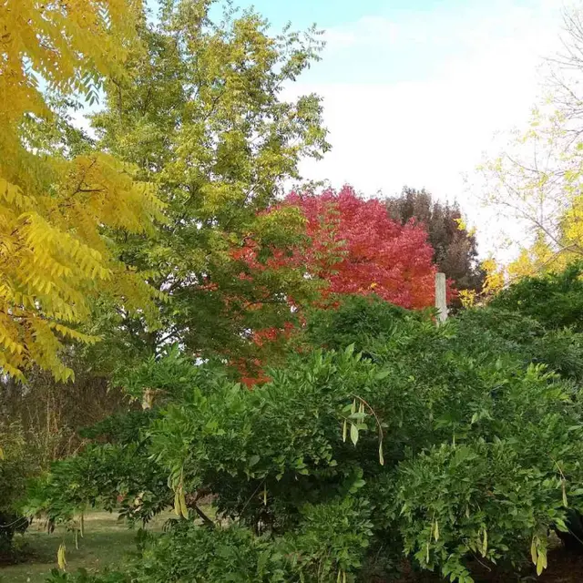 L'automne dans le secteur des feuilles composées