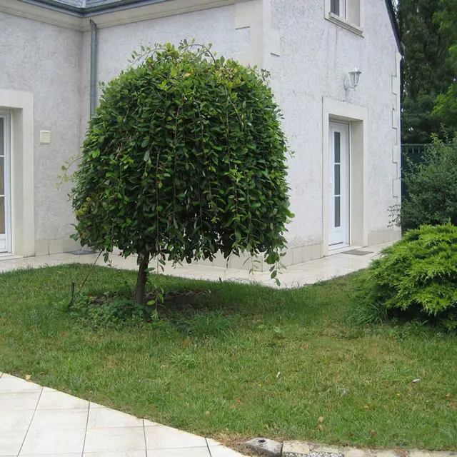 Agapanthes - Primevères