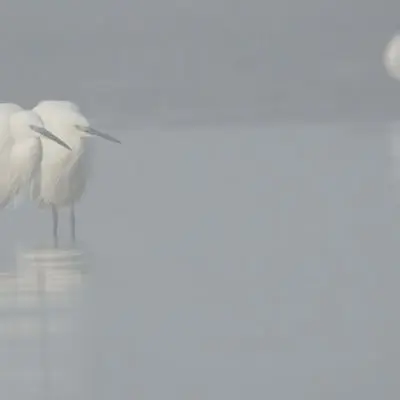 Le bal hivernal des oiseaux - Aigrettes garzettes_Alain Lorieux