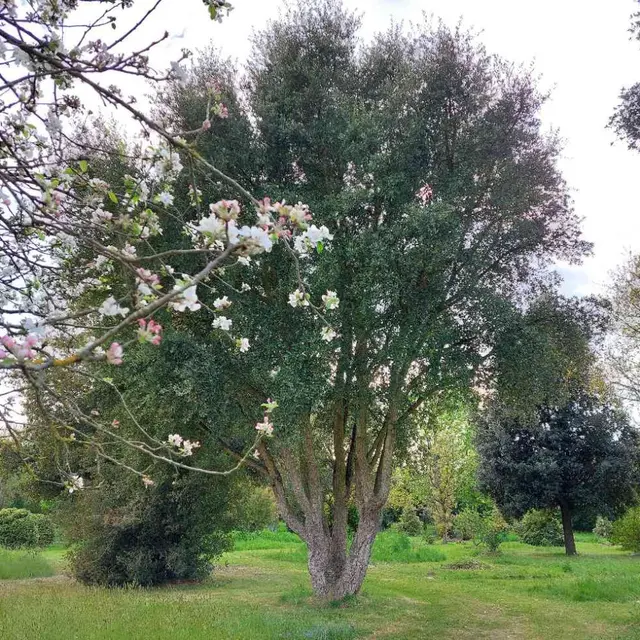 Le chêne liège, un arbre d'avenir?