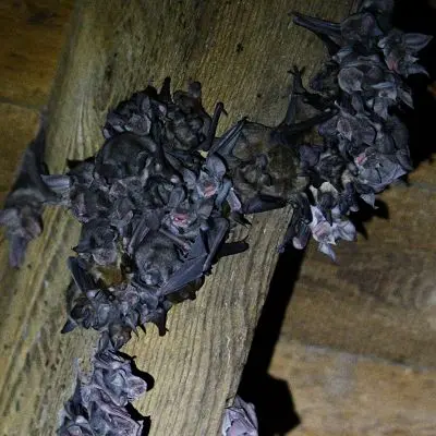 Les ailes de la nuit - Grands rhinolophes_Manon Fischer