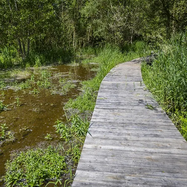 Marais de Taligny