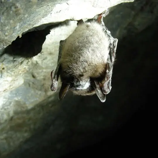 Nuit chauve souris