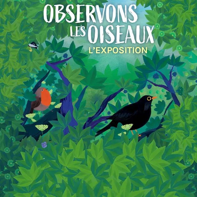 OISEAUX - affiche A3 2 - sans encart
