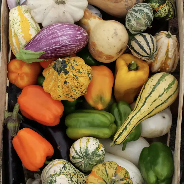 PHOTO POTAGER 2025 - 155