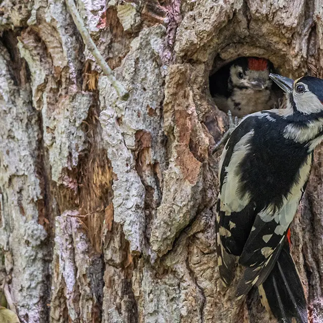 Pic épeiche_Alain Lorieux