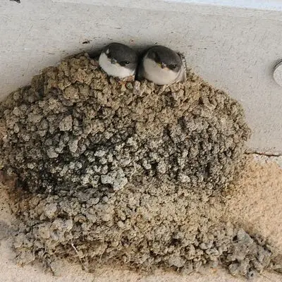 Qui vit dans le bâti - Hirondelles de fenêtre_Michel Halin