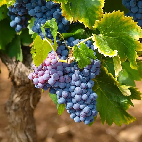 Raisin_pixabay