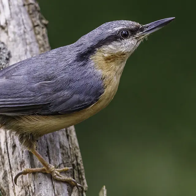 Sittelle torchepot_Alain Lorieux