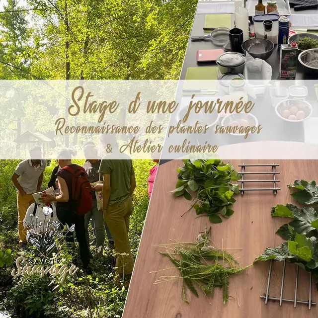 Stage-journee-plantes-sauvages-comestibles