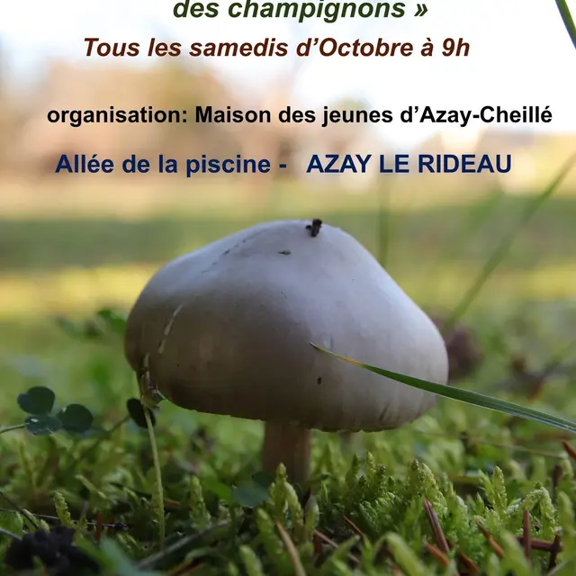 TVI - 4 au 25.10 - Azay - Champignons