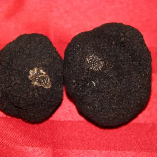 Truffes
